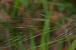 Blackseed speargrass